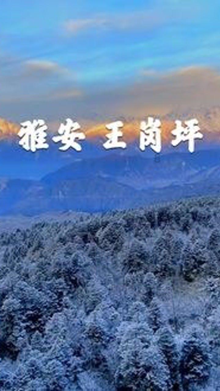 蓝月壳、六个核弹、脑残酸菜，“李鬼”现象何时休?